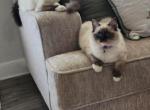 Casper and Chloe - Ragdoll Kitten For Sale - Jefferson&comma; SC&comma; US