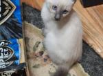 Lialas blues - Siamese Kitten For Sale - Garner&comma; NC&comma; US