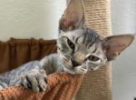 Devon rex tabby male and female - Devon Rex Kitten For Sale - Hollywood&comma; FL&comma; US