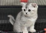 Bella's cuties - Scottish Fold Kitten For Sale - Grove City&comma; OH&comma; US