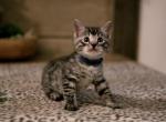 Bengal kittens - Bengal Kitten For Sale - 