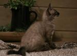 Snow Bengals - Bengal Kitten For Sale - Jefferson&comma; TX&comma; US
