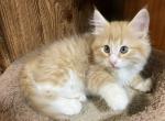 Rosie - Norwegian Forest Kitten For Sale - 