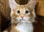 Tigger - Norwegian Forest Kitten For Sale - 