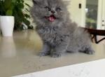 Blue Persian Girl - Persian Kitten For Sale - Lehigh Acres&comma; FL&comma; US