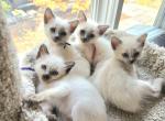 TICA CFF registered Balinese kittens - Balinese Kitten For Sale - Wayland&comma; MA&comma; US