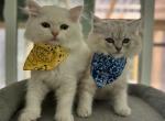 Olive & Cypress RagaMuffins - Ragamuffin Kitten For Sale - Fairfax Station&comma; VA&comma; US