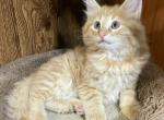 Fritz - Norwegian Forest Kitten For Sale - 