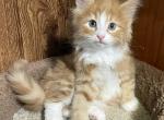 Cheeto - Norwegian Forest Kitten For Sale - 