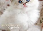 Lynx Ragdoll Female TICA - Ragdoll Kitten For Sale - Annapolis Junction&comma; MD&comma; US