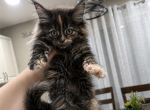 Lily - Maine Coon Kitten For Sale - Monroe&comma; OH&comma; US