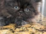 Black Persian Boy - Persian Kitten For Sale - Lehigh Acres&comma; FL&comma; US