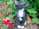 Elsie's litter MALE - Domestic Kitten For Adoption - 