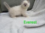 Everest - Ragdoll Kitten For Sale - Clifton&comma; NJ&comma; US
