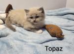Topaz - Ragdoll Kitten For Sale - Clifton&comma; NJ&comma; US