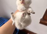 Julie - British Shorthair Kitten For Sale - Clifton&comma; NJ&comma; US