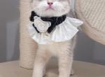 Kiwi Ay12 - British Shorthair Kitten For Sale - 