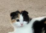 Marsha - Scottish Fold Kitten For Sale - AND&comma; SC&comma; US