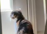 Mellow - Scottish Fold Kitten For Sale - AND&comma; SC&comma; US