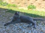 Damascus - Domestic Kitten For Adoption - 