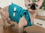 Bambino sphynx female cat - Bambino Cat For Sale - 
