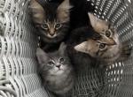 bobtail kittens - American Bobtail Kitten For Sale - Agawam&comma; MA&comma; US