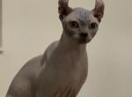 Elf male cat - Sphynx Cat For Sale - 