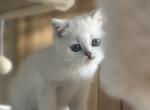 Mina and Nina - Scottish Straight Kitten For Adoption - Vancouver&comma; WA&comma; US