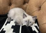 White - Siamese Kitten For Sale - 