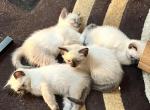 White - Siamese Kitten For Sale - Bayonne&comma; NJ&comma; US