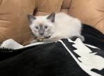 Black - Siamese Kitten For Sale - 