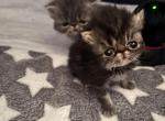 Cutest little Tabbies 2 available - Persian Kitten For Sale - Lehighton&comma; PA&comma; US