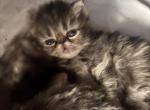 Cutest little Tabbies 2 available - Persian Kitten For Sale - Lehighton&comma; PA&comma; US