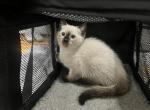 Brown - Siamese Kitten For Sale - Bayonne&comma; NJ&comma; US