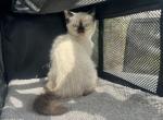 Brown - Siamese Kitten For Sale - 