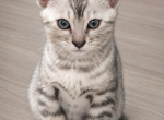 SLR Diamond Bengals - Bengal Kitten For Sale - Lakewood&comma; CO&comma; US