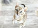 Blue Eyed Snow Bengal Female - Bengal Kitten For Sale - NY&comma; US