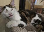 Spot - Maine Coon Kitten For Sale - Pearland&comma; TX&comma; US
