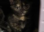 Black Tortie - British Shorthair Kitten For Adoption - Verona&comma; KY&comma; US
