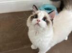 Mochi - Ragdoll Kitten For Sale - 