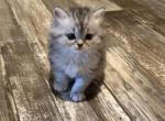 Charlie and Whiskers - Persian Kitten For Sale - Spruce Pine&comma; NC&comma; US