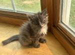 Havoc - Maine Coon Kitten For Sale - WI&comma; US