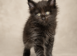 Old Blood European BlackSolid Maine Coon Kitten - Maine Coon Kitten For Sale - FL&comma; US
