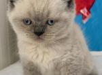 Mocca - British Shorthair Kitten For Sale - Brooklyn&comma; NY&comma; US