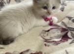 Rose - Ragdoll Kitten For Sale - 