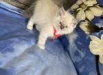 Pink - Ragdoll Kitten For Sale - 