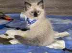Blue - Ragdoll Kitten For Sale - New York&comma; NY&comma; US