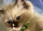 Sam - Ragdoll Kitten For Sale - New York&comma; NY&comma; US