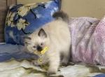 Kiku - Ragdoll Kitten For Sale - 