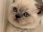 Milo - British Shorthair Kitten For Sale - 